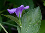 Limestone wild petunia